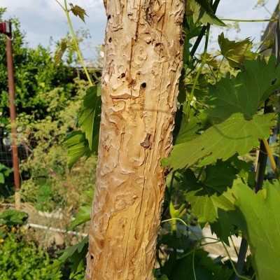 20180731_174917.jpg (192.22 KiB) Osservato 506 volte 20180731_174917.jpg