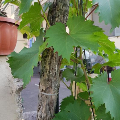 20180731_174929.jpg (159.26 KiB) Osservato 506 volte 20180731_174929.jpg