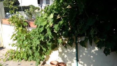 20180801_085225.jpg (105.42 KiB) Osservato 481 volte 20180801_085225.jpg