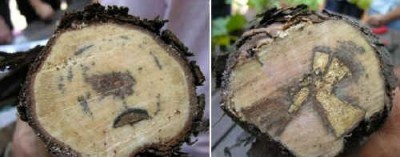 carie vite da mal dell'esca.jpg (25.77 KiB) Osservato 538 volte carie vite da mal dell'esca.jpg