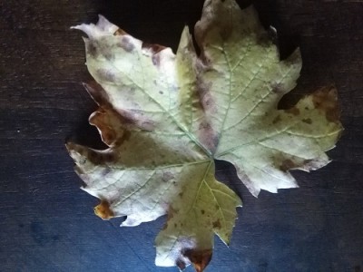 IMG_20181006_133304 web.jpg (80.39 KiB) Osservato 510 volte IMG_20181006_133304 web.jpg