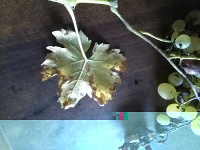 IMG_20181006_133251 web.jpg (84.27 KiB) Osservato 510 volte IMG_20181006_133251 web.jpg