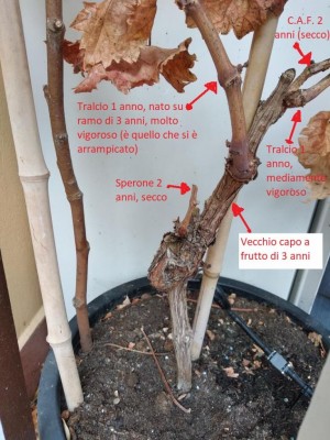 Dettaglio base pianta / IMG_20181027_114335.jpg IMG_20181027_114335.jpg