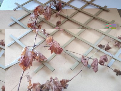 Ramo rampicante / IMG_20181027_114357.jpg IMG_20181027_114357.jpg