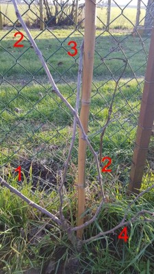 Uva fragola / Foto1 - Uva Fragola.jpg Foto1 - Uva Fragola.jpg