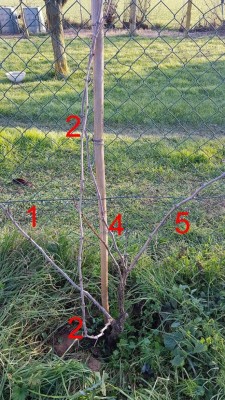 Uva fragola / Foto2 - Uva Fragola.jpg Foto2 - Uva Fragola.jpg