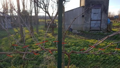 Uva bianca da tavola / Foto3 - Uva bianca da tavola.jpg Foto3 - Uva bianca da tavola.jpg