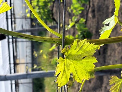 IMG_6467.jpg (99.07 KiB) Osservato 601 volte IMG_6467.jpg