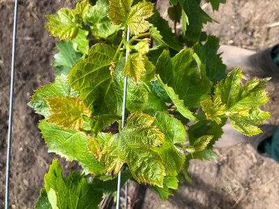 IMG_6468.jpg (130.47 KiB) Osservato 601 volte IMG_6468.jpg