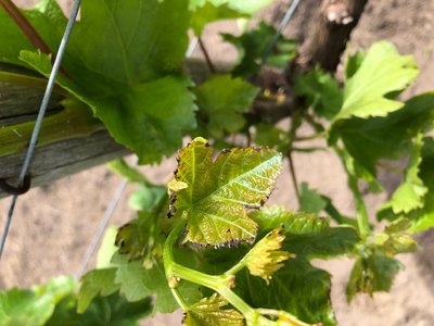 IMG_6469.jpg (88.01 KiB) Osservato 601 volte IMG_6469.jpg