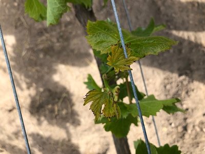 IMG_6470.jpg (80.07 KiB) Osservato 601 volte IMG_6470.jpg