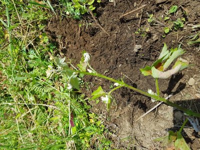 20190516_122347.jpg (259.07 KiB) Osservato 617 volte 20190516_122347.jpg