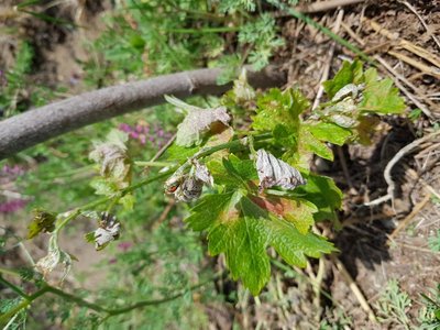 20190516_122215.jpg (124.21 KiB) Osservato 578 volte 20190516_122215.jpg