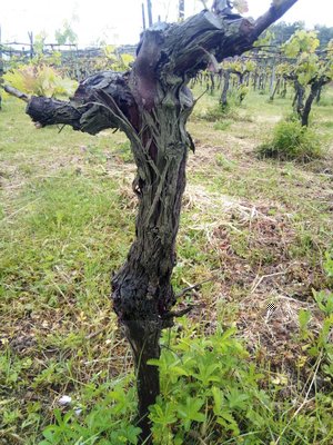 portainnesto.jpg (213.79 KiB) Osservato 525 volte portainnesto.jpg