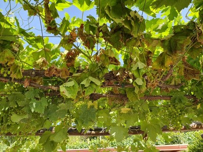 20190623_090552.jpg (378.07 KiB) Osservato 626 volte 20190623_090552.jpg