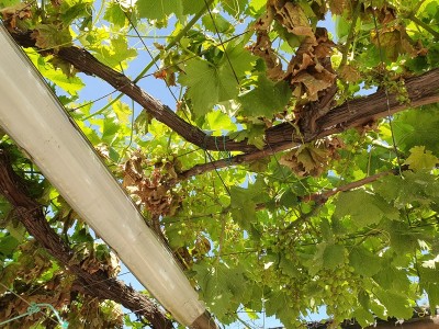 20190623_090604.jpg (366.78 KiB) Osservato 626 volte 20190623_090604.jpg