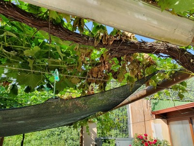 20190623_090611.jpg (348.05 KiB) Osservato 626 volte 20190623_090611.jpg