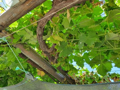 20190623_090620.jpg (353.58 KiB) Osservato 626 volte 20190623_090620.jpg