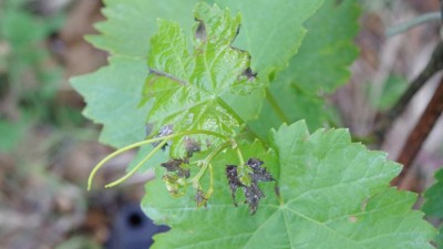 IMGP8420.JPG (51.83 KiB) Osservato 584 volte IMGP8420.JPG