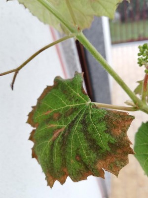 IMG_20200513_111439.jpg (63.5 KiB) Osservato 575 volte IMG_20200513_111439.jpg