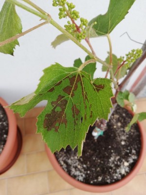 IMG_20200513_111423.jpg (81 KiB) Osservato 575 volte IMG_20200513_111423.jpg