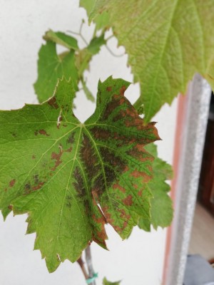 IMG_20200513_111415.jpg (79.56 KiB) Osservato 549 volte IMG_20200513_111415.jpg