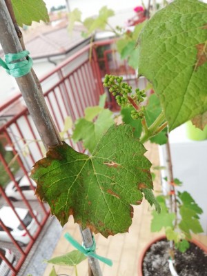 IMG_20200513_111407.jpg (99.96 KiB) Osservato 549 volte IMG_20200513_111407.jpg