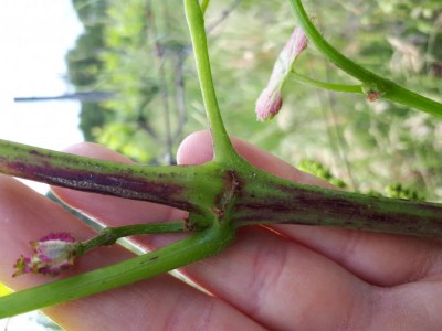 20200511_163132.jpg (71.36 KiB) Osservato 599 volte 20200511_163132.jpg