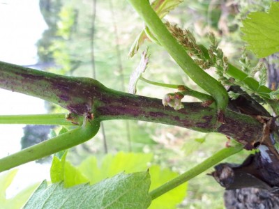 20200511_163141.jpg (91.26 KiB) Osservato 572 volte 20200511_163141.jpg