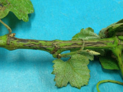 escoriosi della vite.jpg (52.92 KiB) Osservato 547 volte escoriosi della vite.jpg