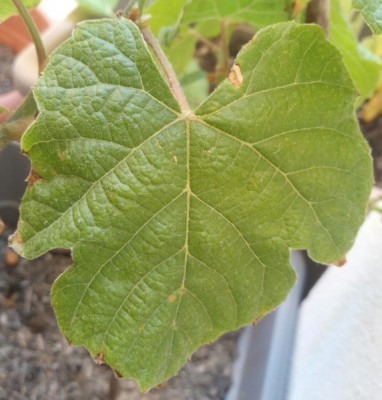 IMG_20200624_144936.jpg (100.95 KiB) Osservato 601 volte IMG_20200624_144936.jpg