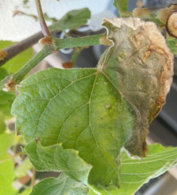 IMG_20200624_145203.jpg (95.41 KiB) Osservato 601 volte IMG_20200624_145203.jpg