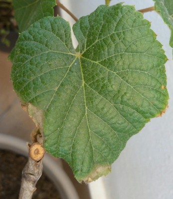 IMG_20200624_145012.jpg (102.7 KiB) Osservato 601 volte IMG_20200624_145012.jpg