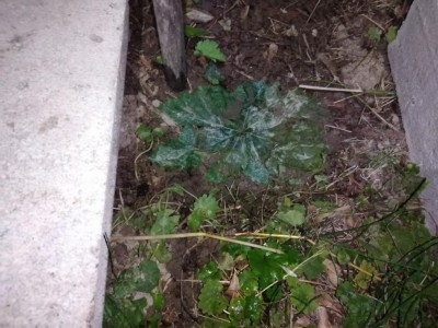 IMG_20200720_010400.jpg (114.43 KiB) Osservato 592 volte IMG_20200720_010400.jpg