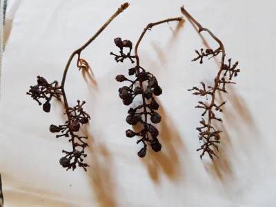 20200806_201322.jpg (65.63 KiB) Osservato 647 volte 20200806_201322.jpg