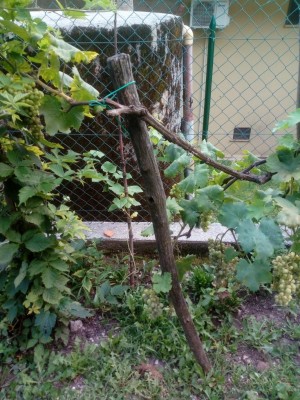 IMG_20200811_170054.jpg (173.25 KiB) Osservato 609 volte IMG_20200811_170054.jpg