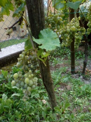 IMG_20200811_170106.jpg (146.97 KiB) Osservato 609 volte IMG_20200811_170106.jpg