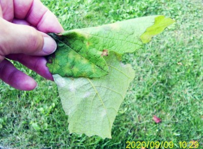 Vite - plasmopara viticola.JPG (124.33 KiB) Osservato 559 volte Vite - plasmopara viticola.JPG