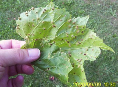 Vite - fillossera.JPG (109.11 KiB) Osservato 559 volte Vite - fillossera.JPG