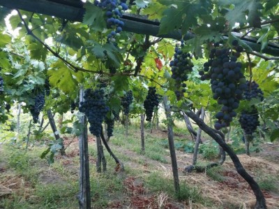 IMG_20200830_191435.jpg (167.44 KiB) Osservato 1248 volte IMG_20200830_191435.jpg