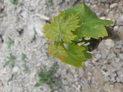 20210417_162526.jpg (74.86 KiB) Osservato 649 volte 20210417_162526.jpg