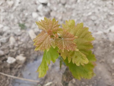 20210417_161007.jpg (64.34 KiB) Osservato 649 volte 20210417_161007.jpg