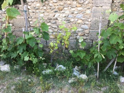 uva fragola.JPG (207.95 KiB) Osservato 654 volte uva fragola.JPG