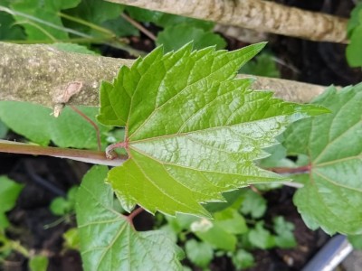 IMG_20210503_184612.jpg (90.61 KiB) Osservato 588 volte IMG_20210503_184612.jpg