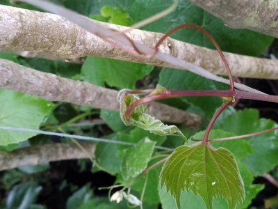 IMG_20210503_184621.jpg (79.95 KiB) Osservato 588 volte IMG_20210503_184621.jpg