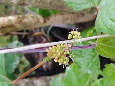 IMG_20210503_184558.jpg (70.93 KiB) Osservato 588 volte IMG_20210503_184558.jpg