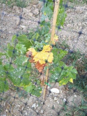 IMG_20210715_193958.jpg (138.73 KiB) Osservato 791 volte IMG_20210715_193958.jpg