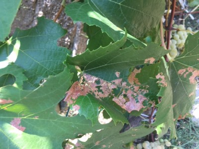 IMG_9822.JPG (132.34 KiB) Osservato 680 volte IMG_9822.JPG