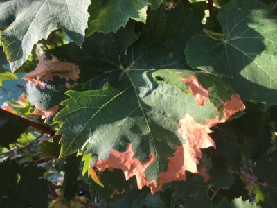 IMG_9820.JPG (136.66 KiB) Osservato 680 volte IMG_9820.JPG