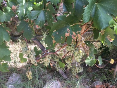 IMG_9771.JPG (193.2 KiB) Osservato 654 volte IMG_9771.JPG